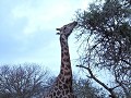 Manyoni private game reserve - Game drive