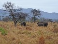 Manyoni private game reserve - Game drive