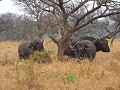 Manyoni private game reserve - Game drive