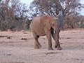 Krugerpark - Safari