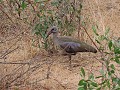 Krugerpark - Safari