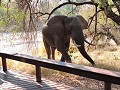 Krugerpark - Safari