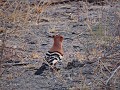 Krugerpark - Safari