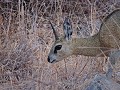 Krugerpark - Safari