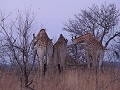 Krugerpark - Safari