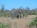 Krugerpark - Safari