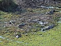 Krugerpark - Safari