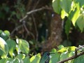 Costa Rica, een kolibri-paradijs