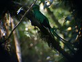 Quetzal vogel, zeer zeldzaam en enkel te vinden in