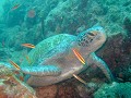 Green turtle of soepschildpad (Correct?) (I.)