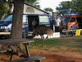 Ontbijtdief Emoe + verschillende soorten campers 