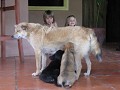 Zaki, Obi2, Phnom, Pen en 2 puppies