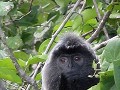 Silverleaf monkey