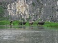 Op wandel met waterbuffels