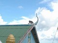 Battembong : tempel op berg