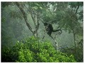 Tikal : plaatselijke fauna