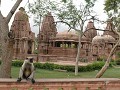 Jodhpur : poserende aap voor oude hoofdstad