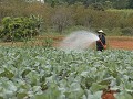 Dalat : groenteschuur van Vietnam