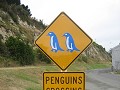 Blue penguins colony bij Oamaru