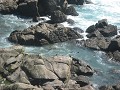 Seals aan Cape Foulwind