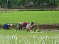 P1120436 Nagapattinam, het uitplanten van rijst