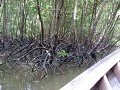 P1100026 De mangrove