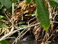 Een soort waterschildpad 