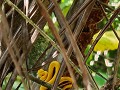 Gele wimperadder