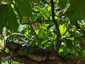 Groene leguaan 