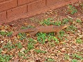 lizard