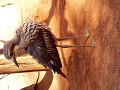mooie vogel