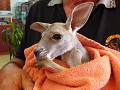 baby kangoeroe