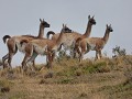 punta-arenas-en-torres-del-paine-1703573710