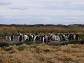 King Rey pinguins