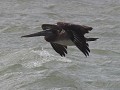 zwarte pelikaan