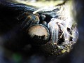 tarantula