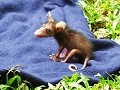 mini possum (buidelrat)