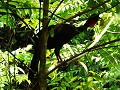 costa-rica-1608570850
