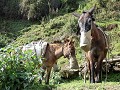 nepal (60)