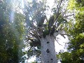 de grootste Kauri tree in NZ