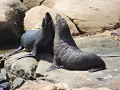 shag bay