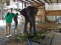 onze eerste olifant en dan nog in Colombo