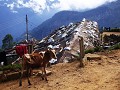 Ohiya