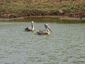 pelikanen