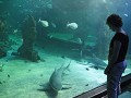 Sydney - Sydney Aquarium