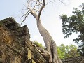 Ta Prohm, ook nog zo'n fascinerende tempel overgro