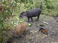 Puyo (tapir)