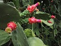 Zelfs prachtige cactusbloemen