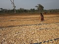 Het oogsten en drogen van maniok brengt 0,1 euro p