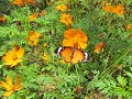 Mooi gekleurde vlinders en mooie bloemen